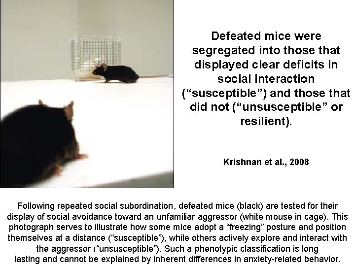 Defeated mice were segregated into those that displayed clear deficits in social interaction (“susceptible”)