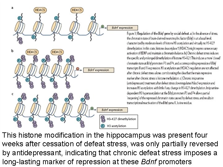 This histone modification in the hippocampus was present four weeks after cessation of defeat