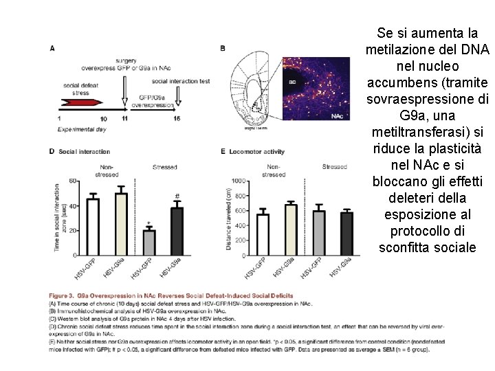 Se si aumenta la metilazione del DNA nel nucleo accumbens (tramite sovraespressione di G