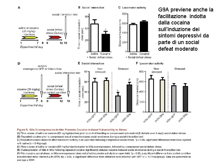 G 9 A previene anche la facilitazione indotta dalla cocaina sull’induzione dei sintomi depressivi