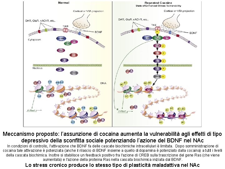 Meccanismo proposto: l’assunzione di cocaina aumenta la vulnerabilità agli effetti di tipo depressivo della