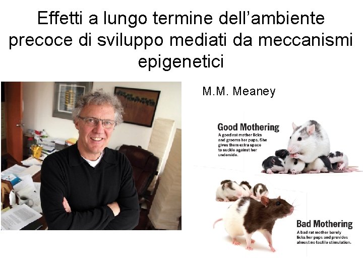 Effetti a lungo termine dell’ambiente precoce di sviluppo mediati da meccanismi epigenetici M. M.