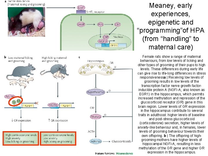 Meaney, early experiences, epigenetic and “programming”of HPA (from “handling” to maternal care) Female rats