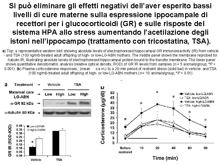 Si può eliminare gli effetti negativi dell’aver esperito bassi livelli di cure materne sulla