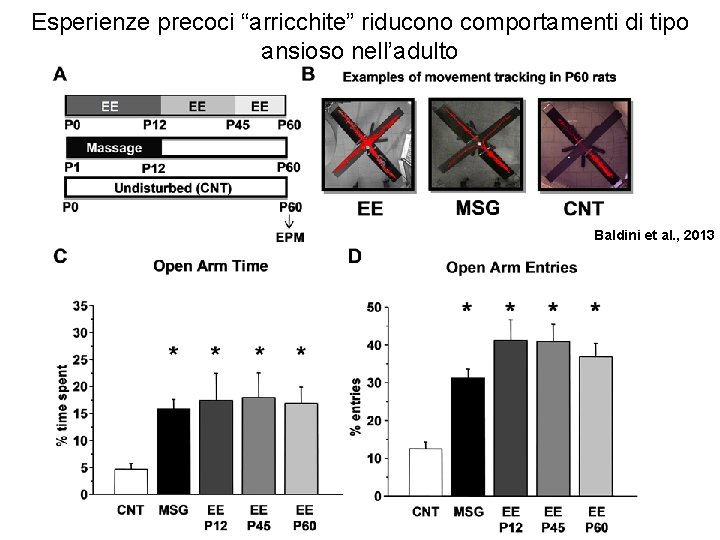 Esperienze precoci “arricchite” riducono comportamenti di tipo ansioso nell’adulto Baldini et al. , 2013