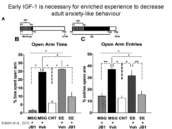 A Early IGF-1 is necessary for enriched experience to decrease adult anxiety-like behaviour Baldini