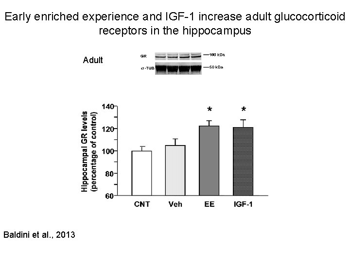 Early enriched experience and IGF-1 increase adult glucocorticoid receptors in the hippocampus Adult Baldini