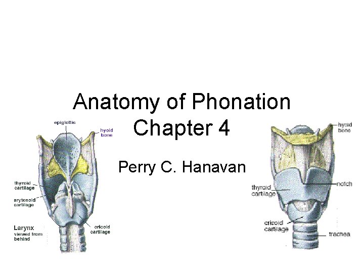 Anatomy of Phonation Chapter 4 Perry C. Hanavan 