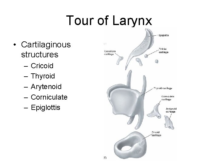 Tour of Larynx • Cartilaginous structures – – – Cricoid Thyroid Arytenoid Corniculate Epiglottis