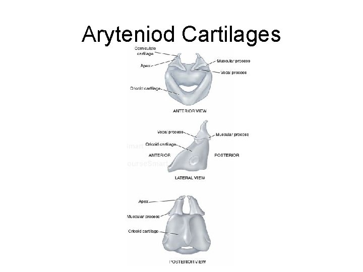 Aryteniod Cartilages 