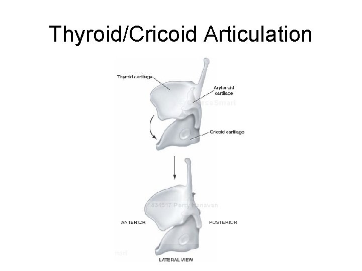 Thyroid/Cricoid Articulation 