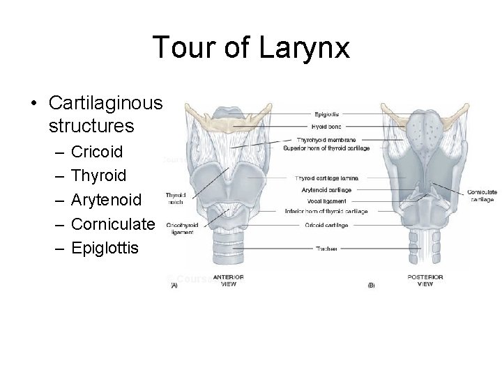 Tour of Larynx • Cartilaginous structures – – – Cricoid Thyroid Arytenoid Corniculate Epiglottis