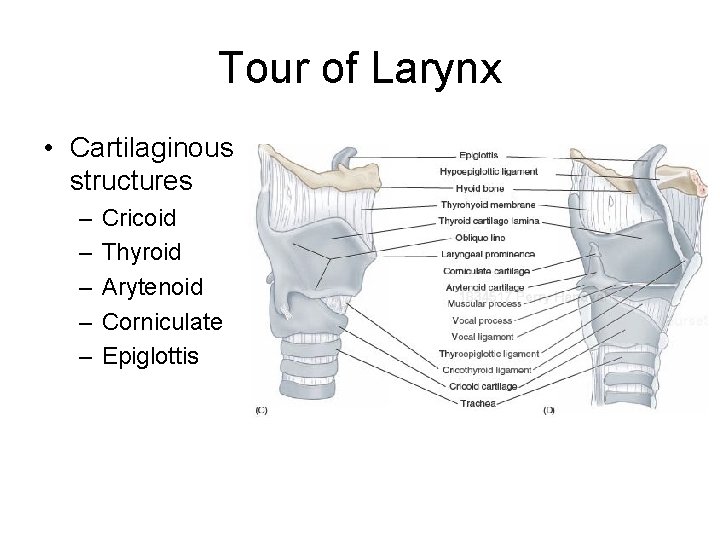 Tour of Larynx • Cartilaginous structures – – – Cricoid Thyroid Arytenoid Corniculate Epiglottis