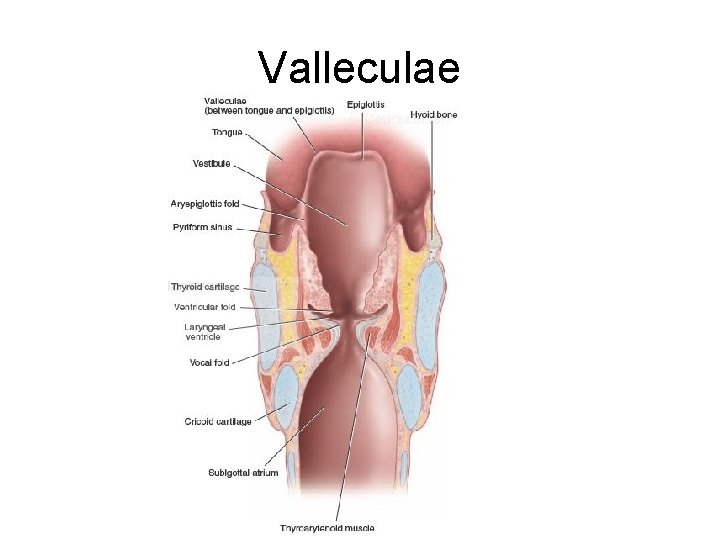 Valleculae 