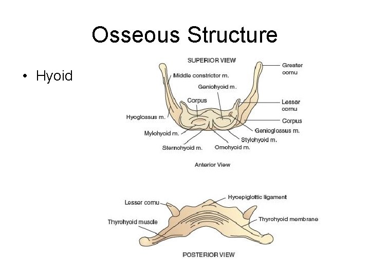 Osseous Structure • Hyoid 