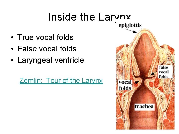 Inside the Larynx • True vocal folds • False vocal folds • Laryngeal ventricle