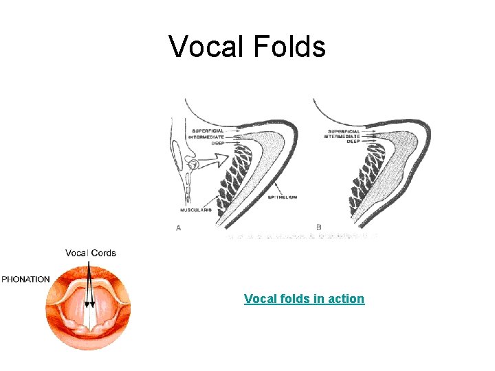 Vocal Folds Vocal folds in action 