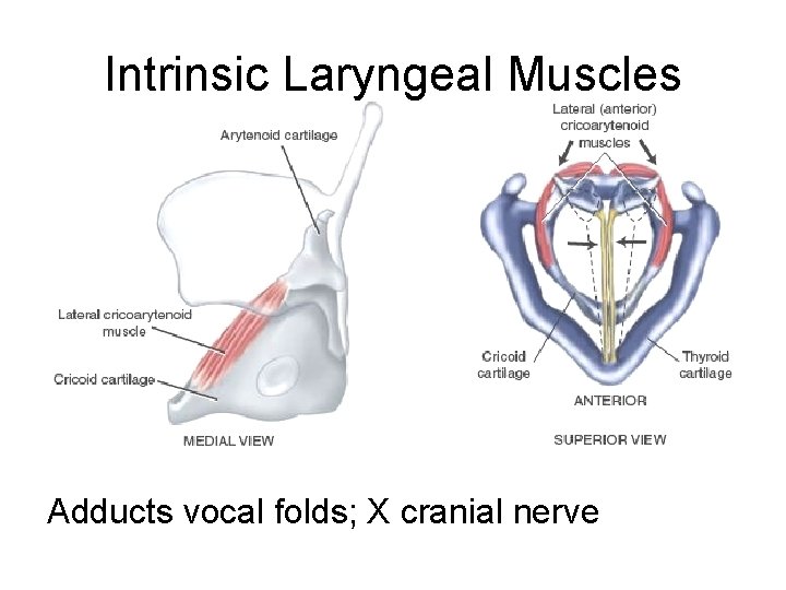 Intrinsic Laryngeal Muscles Adducts vocal folds; X cranial nerve 