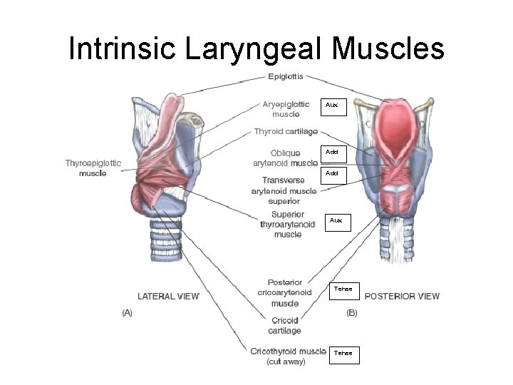 Intrinsic Laryngeal Muscles Aux Add Aux Tense 