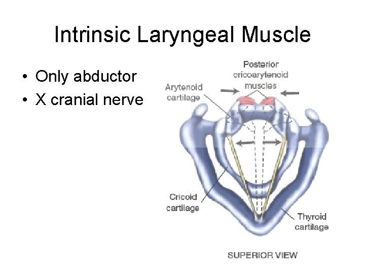 Intrinsic Laryngeal Muscle • Only abductor • X cranial nerve 