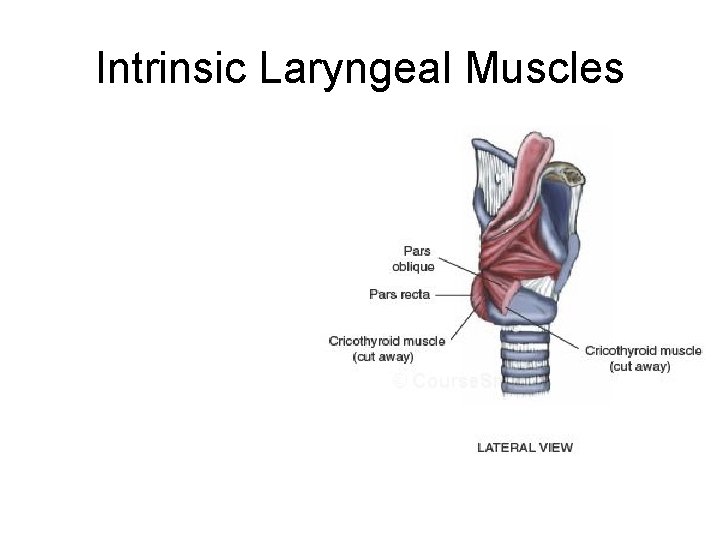 Intrinsic Laryngeal Muscles 