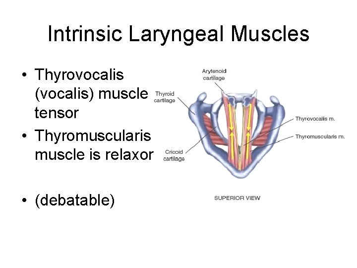 Intrinsic Laryngeal Muscles • Thyrovocalis (vocalis) muscle tensor • Thyromuscularis muscle is relaxor •