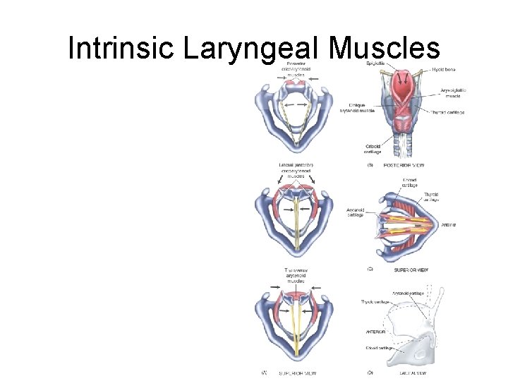 Intrinsic Laryngeal Muscles 