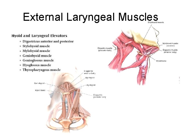 External Laryngeal Muscles 