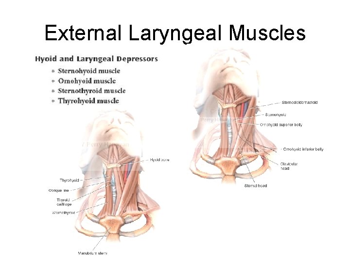 External Laryngeal Muscles 