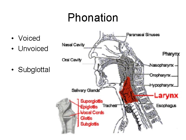 Phonation • Voiced • Unvoiced • Subglottal 