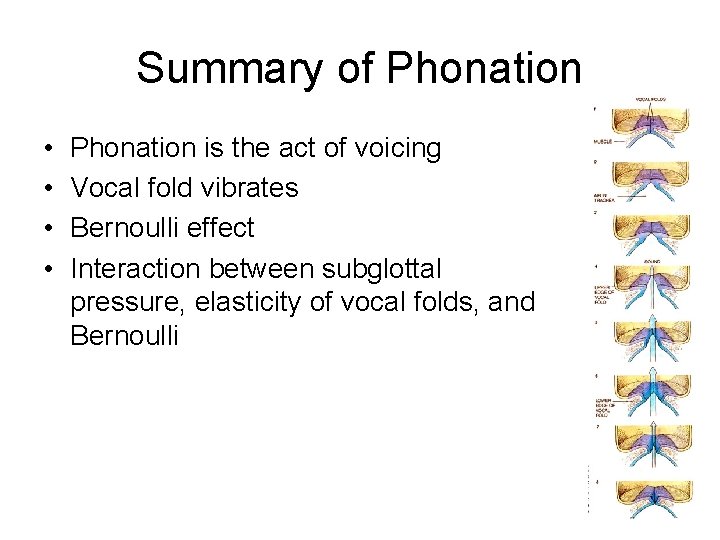 Summary of Phonation • • Phonation is the act of voicing Vocal fold vibrates