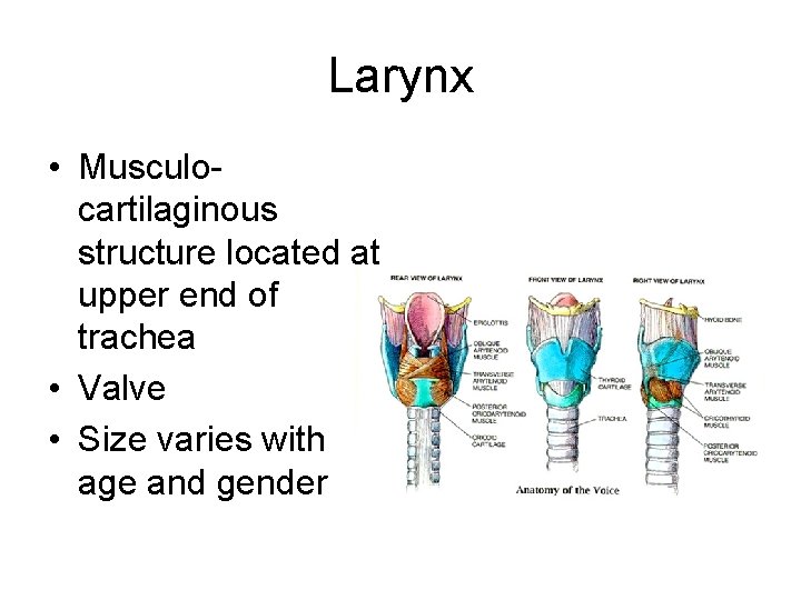 Larynx • Musculocartilaginous structure located at upper end of trachea • Valve • Size