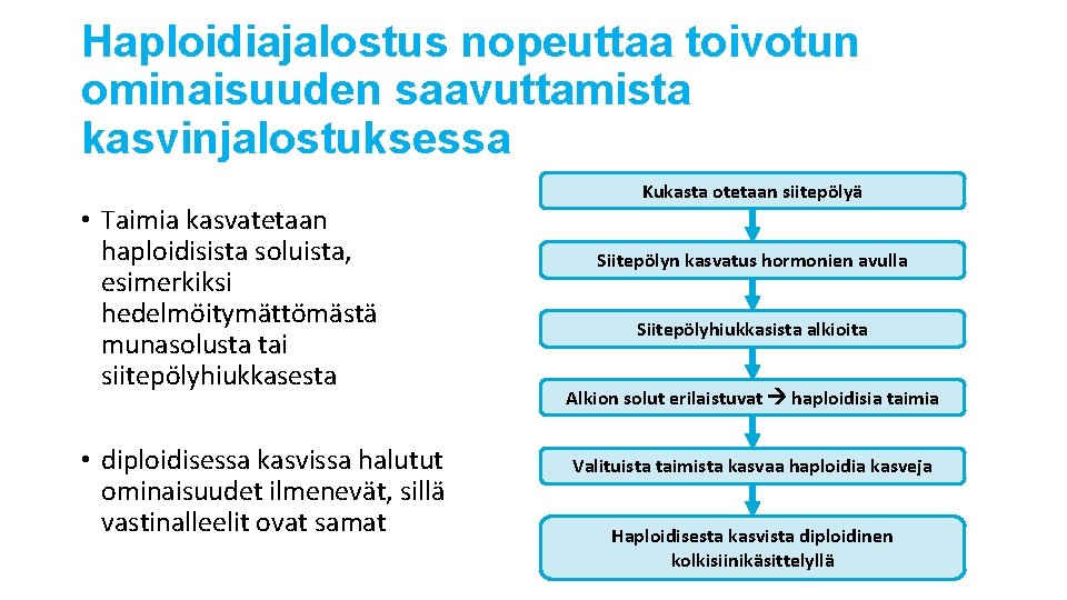 Haploidiajalostus nopeuttaa toivotun ominaisuuden saavuttamista kasvinjalostuksessa • Taimia kasvatetaan haploidisista soluista, esimerkiksi hedelmöitymättömästä munasolusta