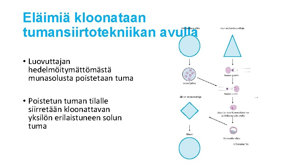 Eläimiä kloonataan tumansiirtotekniikan avulla • Luovuttajan hedelmöitymättömästä munasolusta poistetaan tuma • Poistetun tuman tilalle