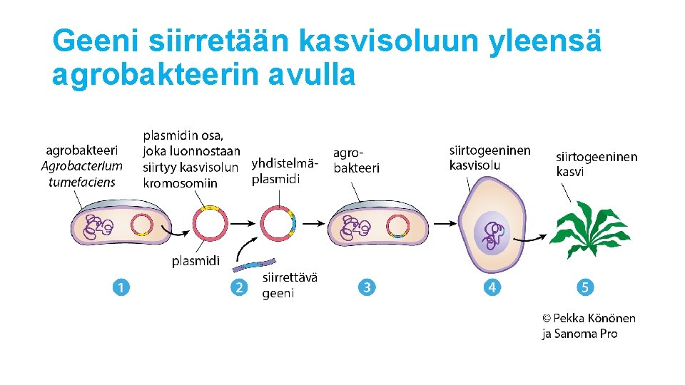 Geeni siirretään kasvisoluun yleensä agrobakteerin avulla Geeni siirretään kasvisoluun yleensä agrobakteerin avulla