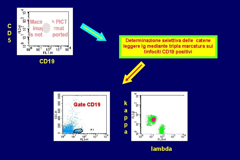 C D 5 Determinazione selettiva delle catene leggere Ig mediante tripla marcatura sui linfociti