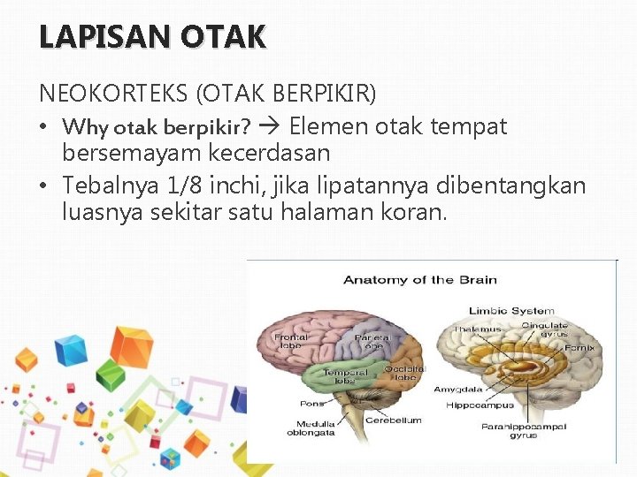 LAPISAN OTAK NEOKORTEKS (OTAK BERPIKIR) • Why otak berpikir? Elemen otak tempat bersemayam kecerdasan