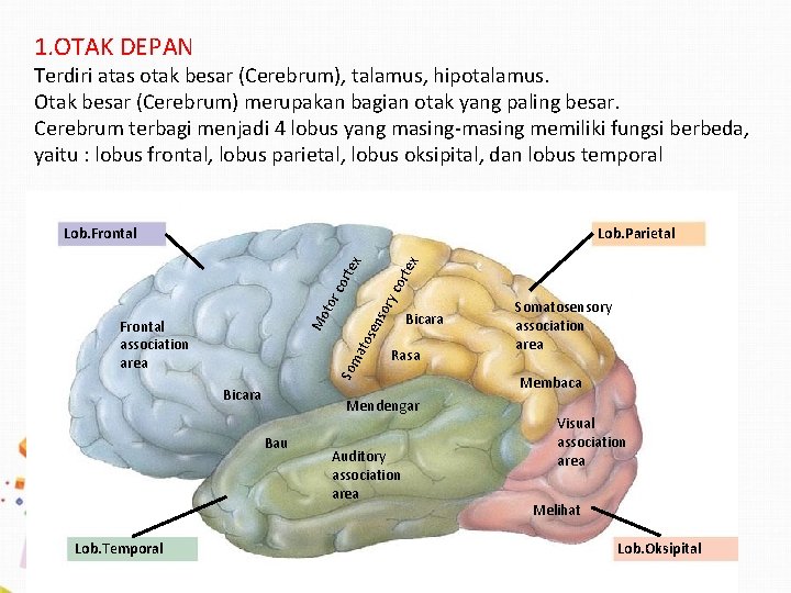 1. OTAK DEPAN Terdiri atas otak besar (Cerebrum), talamus, hipotalamus. Otak besar (Cerebrum) merupakan 1. OTAK DEPAN Terdiri atas otak besar (Cerebrum), talamus, hipotalamus. Otak besar (Cerebrum) merupakan