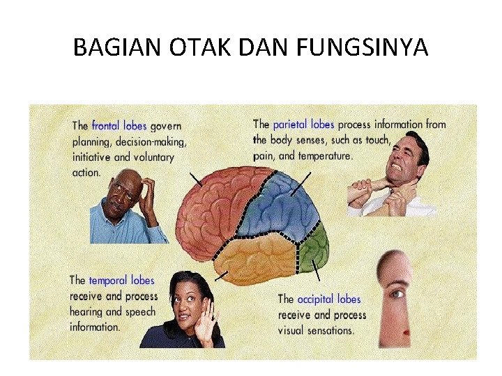 BAGIAN OTAK DAN FUNGSINYA BAGIAN OTAK DAN FUNGSINYA