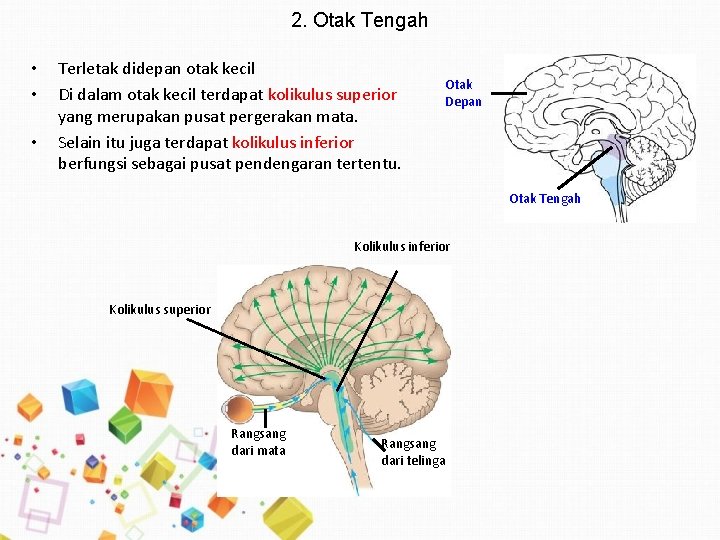 2. Otak Tengah • • • Terletak didepan otak kecil Di dalam otak kecil