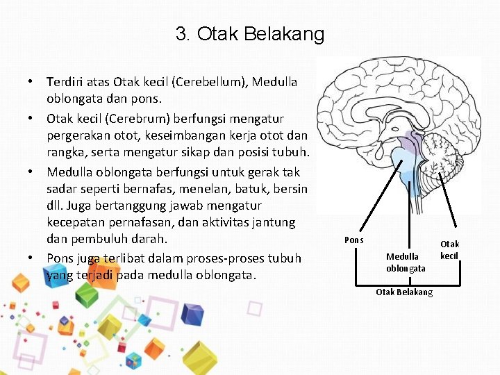 3. Otak Belakang • Terdiri atas Otak kecil (Cerebellum), Medulla oblongata dan pons. •