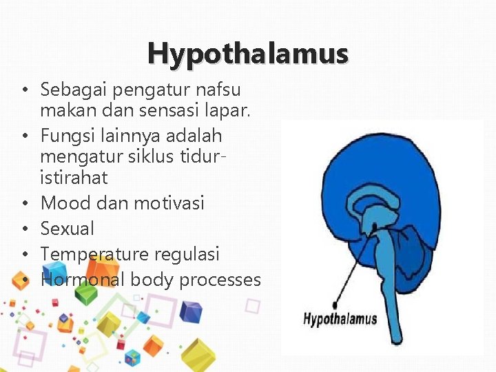 Hypothalamus • Sebagai pengatur nafsu makan dan sensasi lapar. • Fungsi lainnya adalah mengatur