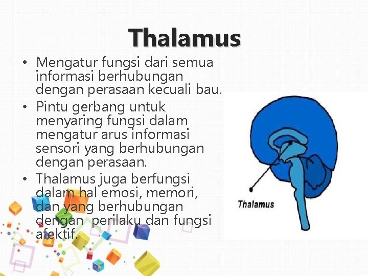 Thalamus • Mengatur fungsi dari semua informasi berhubungan dengan perasaan kecuali bau. • Pintu