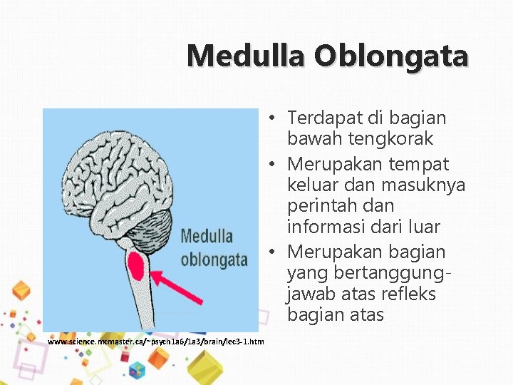 Medulla Oblongata • Terdapat di bagian bawah tengkorak • Merupakan tempat keluar dan masuknya