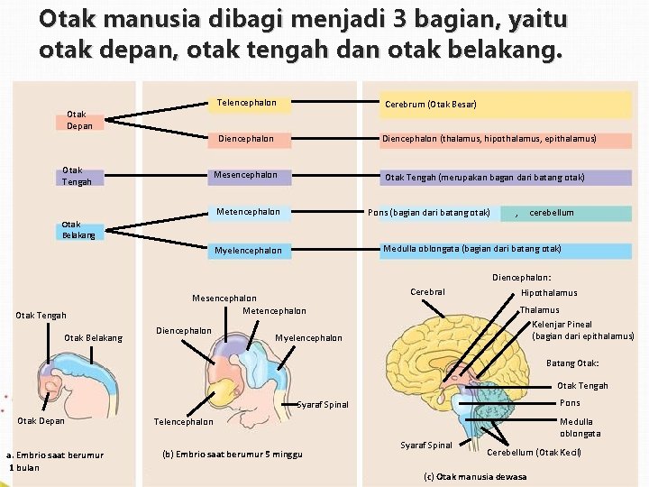 Otak manusia dibagi menjadi 3 bagian, yaitu otak depan, otak tengah dan otak belakang.