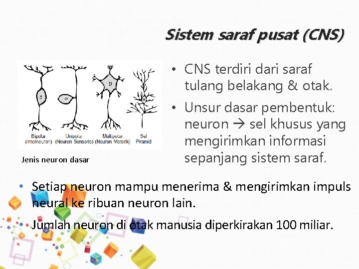 Sistem saraf pusat (CNS) • CNS terdiri dari saraf tulang belakang & otak. Jenis