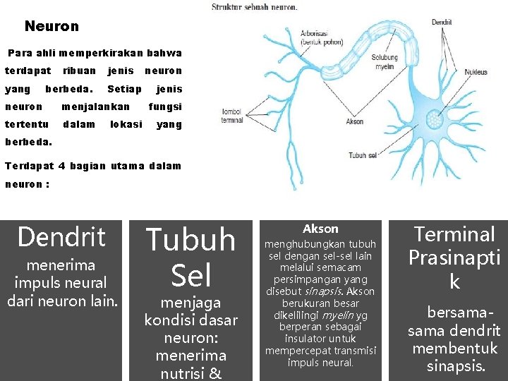Neuron Para ahli memperkirakan bahwa terdapat yang ribuan berbeda. jenis Setiap neuron menjalankan tertentu Neuron Para ahli memperkirakan bahwa terdapat yang ribuan berbeda. jenis Setiap neuron menjalankan tertentu