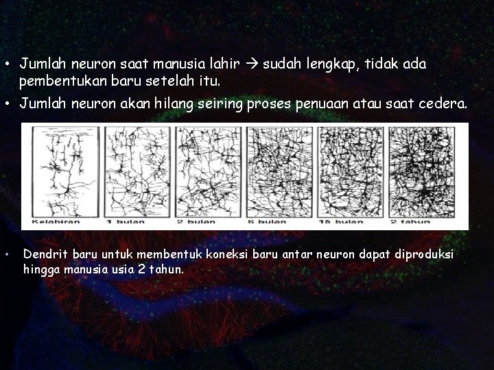  • Jumlah neuron saat manusia lahir sudah lengkap, tidak ada pembentukan baru setelah