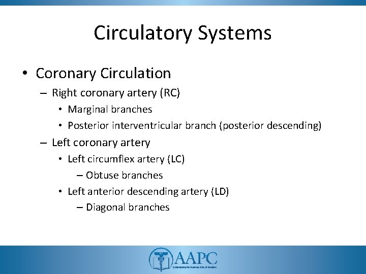 Circulatory Systems • Coronary Circulation – Right coronary artery (RC) • Marginal branches •