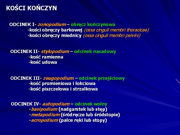 KOŚCI KOŃCZYN ODCINEK I- zonopodium – obręcz kończynowa -kości obręczy barkowej (ossa cinguli membri